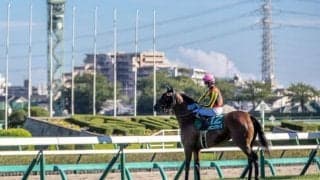 活力にあふれる“薔薇一族”スタニングローズ