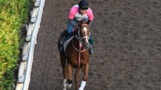 タイセイヴィゴーレなど、先週のゲート試験/栗東トレセンニュース