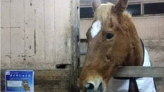 タイキシャトルと過ごした日々(2)「大丈夫かい？ 何でも相談しな」実は牝馬に紳士的!?