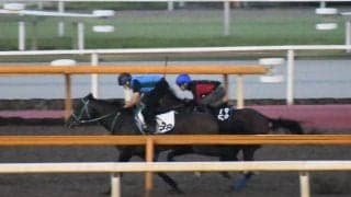 プラダリア、神戸新聞杯1週前追い切り速報/栗東トレセンニュース