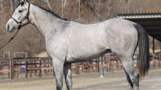 【POG】GI馬ダノンプラチナの甥シルヴァーアーマーが25日中京で初陣 鞍上はルメール騎手