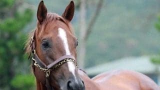 日本から米三冠に挑戦した重賞4勝馬が種牡馬生活を送る新天地に到着