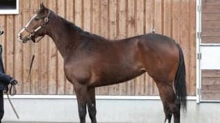 スワーヴリチャードの全妹バロッサヴァレーは「馬っぷりがよく、上々の乗り味」