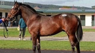 北海道市場セプテンバーセールが開催 ウインアイスバーグ2021が最高価格