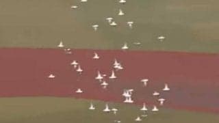 珍事を捉えたカメラ技術が「すごい」　暗闇で的確に映した鳥の大群は“プロの技”