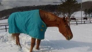 タイキシャトルと過ごした日々(3)「ドトウとシャトルはお互いなくてはならない存在なのだな」