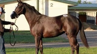 北海道市場セプテンバーセール2日目　売上総額は6億5780万円、エピカリスの初年度産駒が最高価格タイ