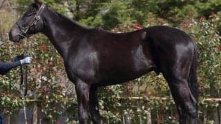 【JRA新馬戦】三冠馬コントレイルの半弟インタクトなどがデビュー