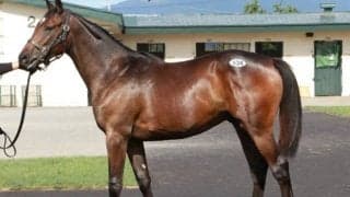 セプテンバーセール3日目が開催 マコトブリジャールの2021が最高価格