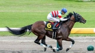 【シリウスS展望】混戦模様のハンデ戦、好走傾向に合うあの馬に期待したい