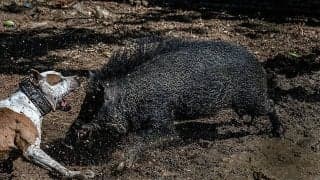 イノシシの群れがピッチをめちゃくちゃに…仏下部リーグで深刻な被害