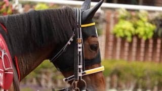 10月1日の出走取消、疾病の一覧 アスクキングコング競走中止など/中山・中京