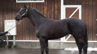 ＧＩ馬３頭を出した名牝の子、グランヴィノスのパワーある動きにスタッフも「いい雰囲気がある」とベタ褒め