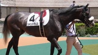 馬体重622kgでの出走で話題に G1・13勝の名牝を伯母に持つ良血大型馬が高知に移籍