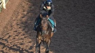 ミスドバウィの2020など、先週のゲート試験/栗東トレセンニュース