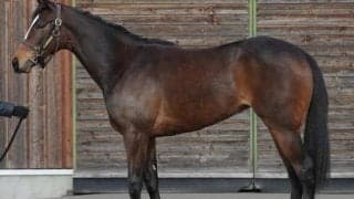 【JRA新馬戦】ダノンファンタジーの妹レーベンスベルーフ、シュヴァルグランの弟グランヴィノスなど血統馬が続々デビュー