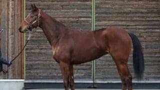 日本屈指の一族出身のポルトロッソは「良血馬の雰囲気。スピードに乗った時の感触も良好」