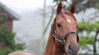 2017年のNARグランプリ年度代表馬ヒガシウィルウィンがイーストスタッドで種牡馬に