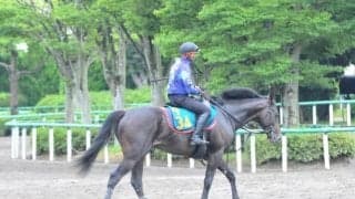 近親にはソングラインなどGIウイナーや重賞馬多数 木村哲也厩舎のスキルヴィング/関東馬メイクデビュー情報 