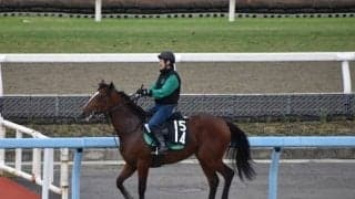 ノヴァホークの2020など、先週のゲート試験/栗東トレセンニュース