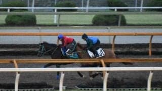 プラダリア、菊花賞1週前追い切り速報/栗東トレセンニュース