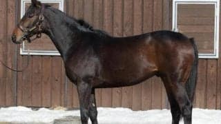 【JRA新馬戦】ダノンスコーピオンの全弟ダノンバビルなどがデビュー