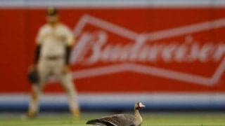 【MLB 地区S】乱入した鳥が“キンブレルそっくり”　ロースター落ちも…仮の姿で「10人目の守備」