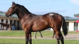 今年最後の1歳市場オータムセールが来週開催