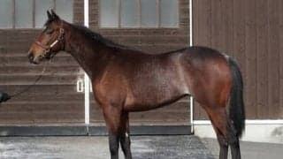 ルメール騎手も好感触。サトノダイヤモンドの初年度産駒サトノグランツは「追ってからの反応がいい」