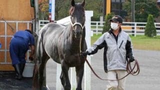 2020年のJRA賞最優秀ダートホース チュウワウィザードが優駿SSで種牡馬に