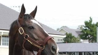 2020年の南部杯でダート1600mの日本レコードを記録 アルクトスが優駿SSで種牡馬に