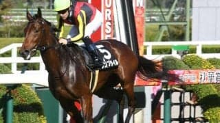 【もみじS結果】ウンブライルが鋭く差し切りデビュー2連勝