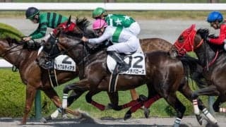 【新馬/阪神4R】ドレフォン産駒 ダンテバローズがデビューV