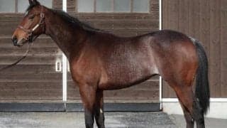 【JRA新馬戦】メジャーエンブレムの全妹エンパイアブーケなどがデビュー