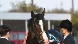 【スワンS】マテンロウオリオン、ロータスランドなどが登録