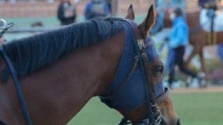 10月23日の競走中止、疾病の一覧 チョコレートミルク鼻出血など/東京・阪神・新潟