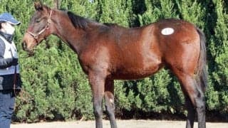 ノーザンファームミックスセールが開催 ドウデュースの半弟が最高価格の8600万円で落札