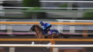 テーオーケインズ、JBCクラシック追い切り速報/栗東トレセンニュース