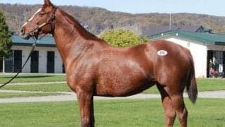 繁殖馬セールが開催　最高価格は6270万円で落札されたエターナルディーバ