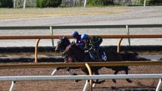 ダノンタッチダウン、デイリー杯2歳S1週前追い切り速報/栗東トレセンニュース