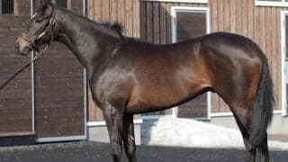 【JRA新馬戦】キラーアビリティの半弟ジェイパームスなどがデビュー