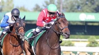 夏の新潟競馬リーディングジョッキーは、戸崎圭太騎手！