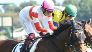 20年2歳王者の半弟が重賞初参戦 デイリー杯2歳Sの出走想定馬一覧