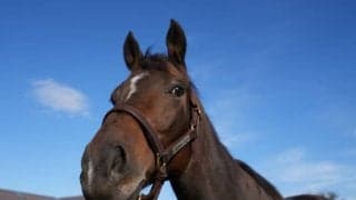 母になるラヴズオンリーユー 日本馬初の米・ブリーダーズカップ制覇から1年