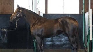 期待の逸材、プレドミナル。「乗り味は悪くないし、うまく成長している」と陣営も好感触