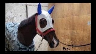 どうしたらイグナイターはJBCを勝てるのか 園田・姫路競馬に初のGI制覇を！