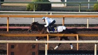 ダノンザキッド、マイルCS1週前追い切り速報/栗東トレセンニュース