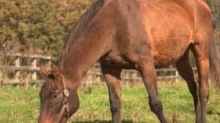 1997年帝王賞覇者コンサートボーイが30歳で死亡 90年代後半に活躍した南関東の英雄