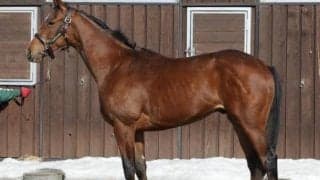 【JRA新馬戦】ディープインパクト産駒ライトクオンタム、ヴァンドギャルドの弟ソールオリエンスなどがデビュー