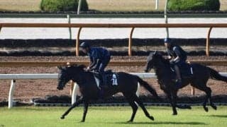 伯母に米G1・13勝のゼニヤッタがいるジャクソンルーツなど/関西馬メイクデビュー情報